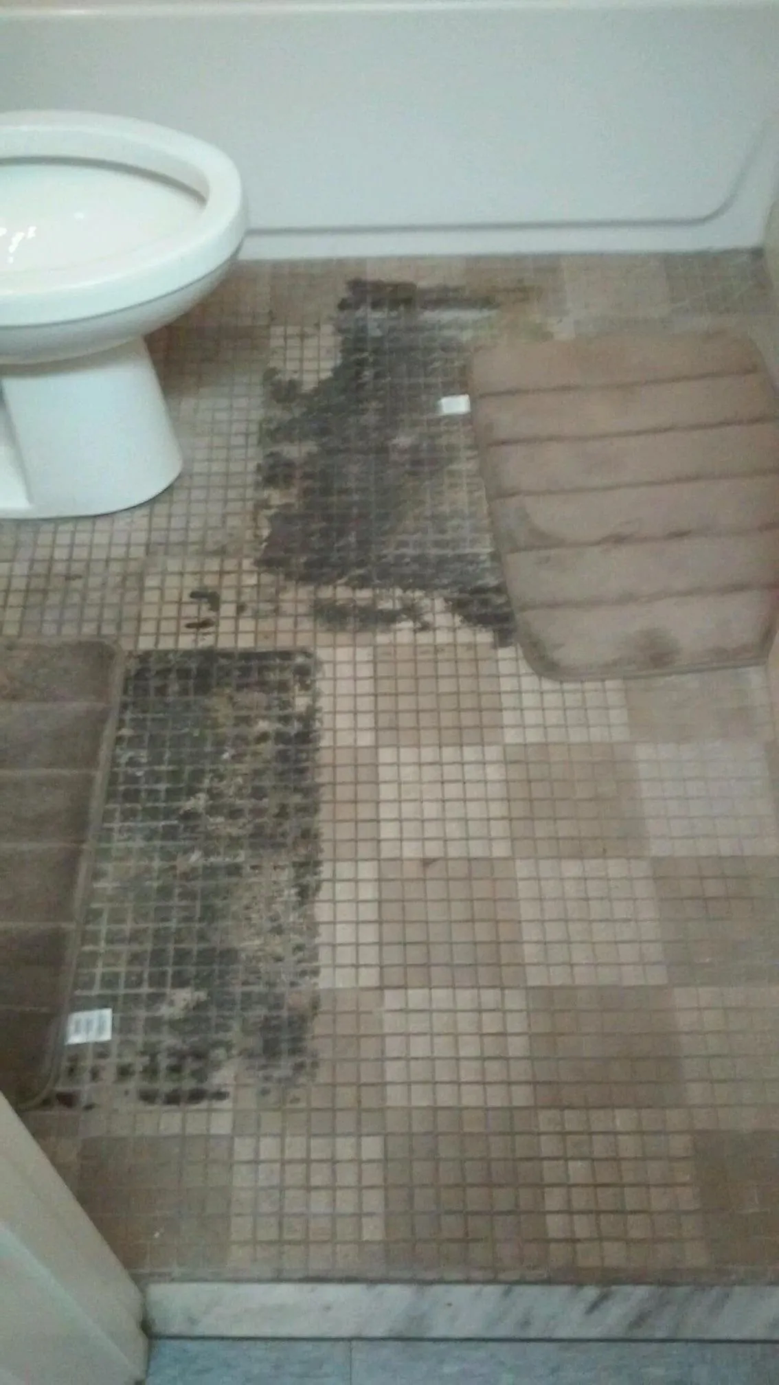Tile Cleaning 1